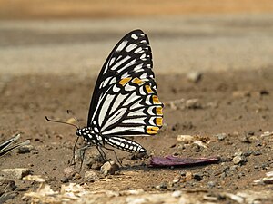 Ventral view (Form dissimilis)