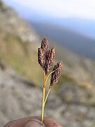 Carex atrata