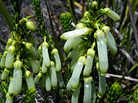 Erica sessiliflora