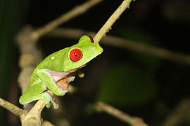 Frog, Red-eyed tree