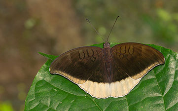 Dorsal view