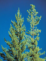 Young trees, Idaho