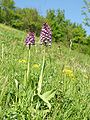 Orchis × hybrida Germany - Saarland