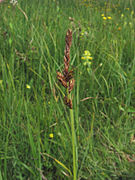 Carex disticha