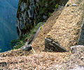 Top terrasses on Huayna Picchu