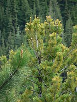 Top of tree, with Pinus ponderosa to left