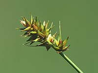 Carex otrubae