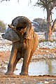 Bull doing trunk acrobatics after mud bath in Okaukuejo waterhole in Etosha National Park Namibia