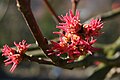 Young flowers