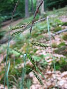 Carex flacca