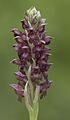 Anacamptis coriophora Turkey - Adana