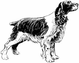 Drawings of dogs