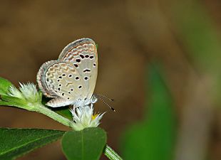 Ventral view