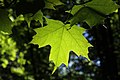 Tree Sugar maple (Acer saccharum)