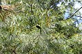 Pinus armandii foliage and cone