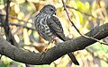 English: Besra Accipiter virgatus (cat.)