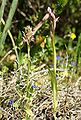 Anacamptis coriophora Serapias parviflora (right) [Spain - Mallorca