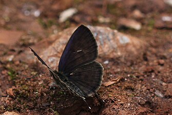 Dorsal view