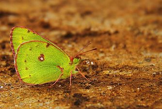 Ventral view