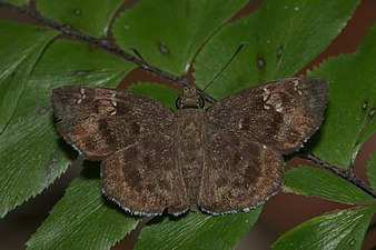 Dorsal view