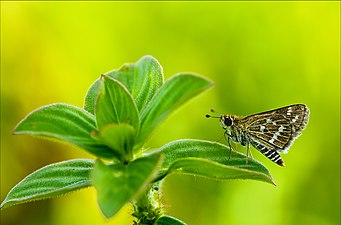 Ventral view