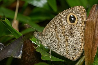 Ventral view (dry season form)