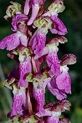 Orchis spitzelii