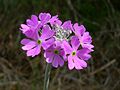 Primula farinosa. Wetland Šobec, Slovenia