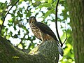 English: Crested Goshawk Accipiter trivirgatus (cat.)