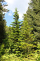 Abies sachalinensis