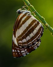 Ventral view