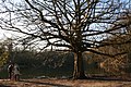 Pterocarya fraxinifolia in Domaine Solvay - La Hulpe (Belgium)