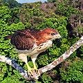 Buteo auguralis (cat.)