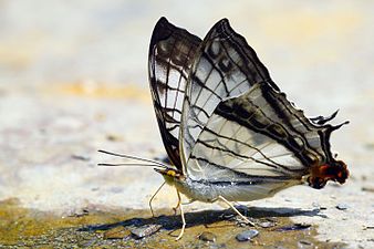 Ventral view