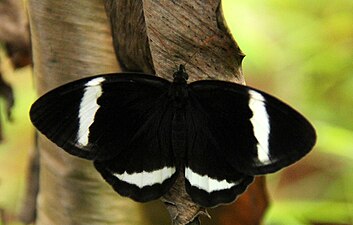 Dorsal view