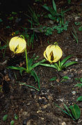 Lilium lophophorum