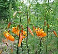 Lilium maculatum ?