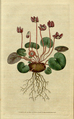 Cyclamen coum plate 3 in: The Botanical Magazine, vol. 1, (1787)