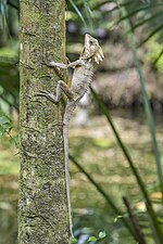 Thumbnail for File:Boyd's forest dragon (Lophosaurus boydii) Daintree.jpg