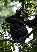 Young Chimpanzee at Nyungwe Forest National Park