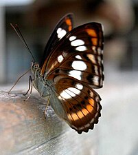 Ventral view