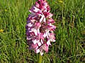 Orchis × hybrida France - Fort-Louis