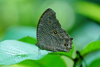 Ventral view (wet season form)