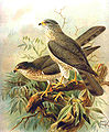 English: Levant Sparrowhawk Accipiter brevipes (cat.)