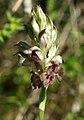 Anacamptis coriophora Spain - Mallorca