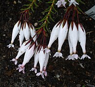 Erica shannonii