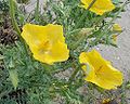 Glaucium flavum plants France - Roussillon