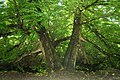 Pterocarya fraxinifolia in Domaine Solvay - La Hulpe (Belgium)