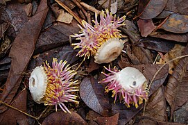 Couroupita guianensis, parties de fleurs tombées au sol