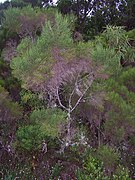 Erica arborescens